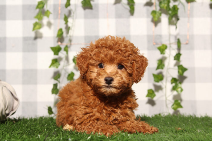 Bandit - Red Male Poochon Puppy - Image 3