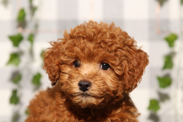 Bandit - Red Male Poochon Puppy - Image 2