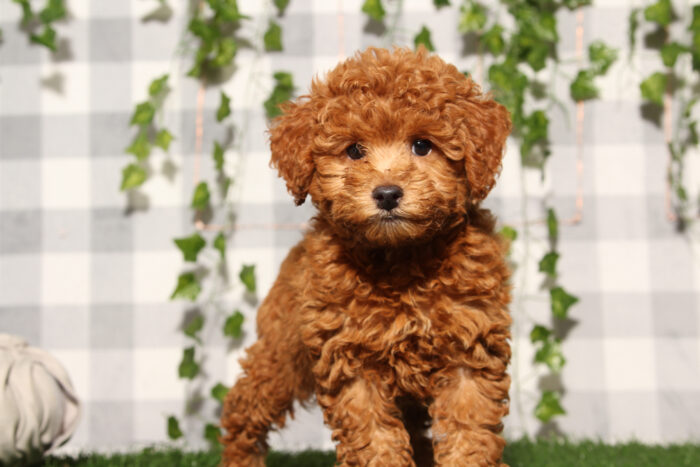 Bandit - Red Male Poochon Puppy