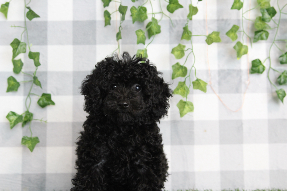 Bastion - ACA Black Male Mini Poodle Puppy