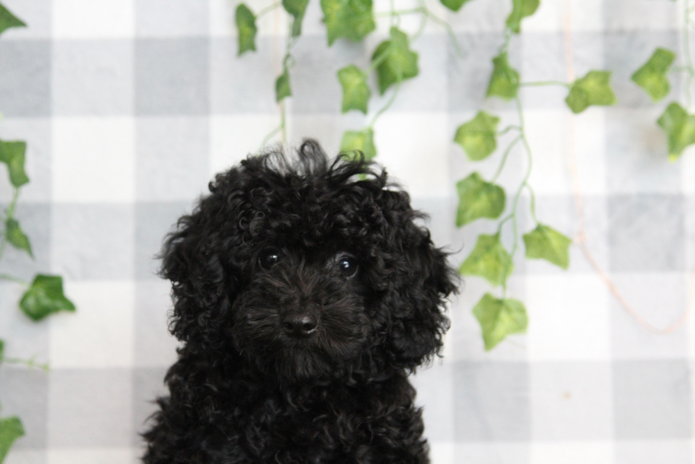 Bastion - ACA Black Male Mini Poodle Puppy - Image 2