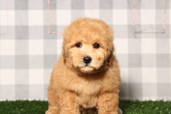 Ben-Red Poochon Male Puppy