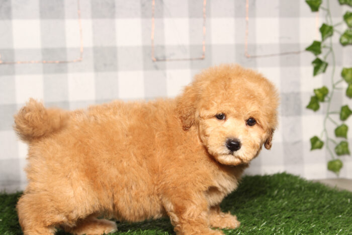 Ben-Red Poochon Male Puppy - Image 2