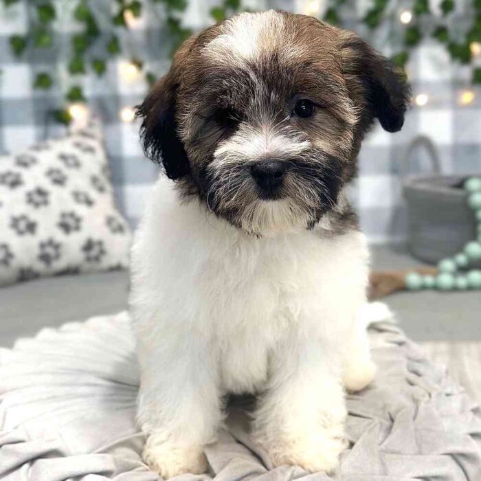 Benita- Elegant Female Havanese Puppy