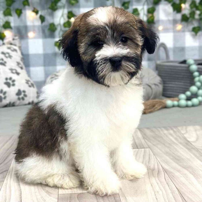 Benita- Elegant Female Havanese Puppy - Image 2