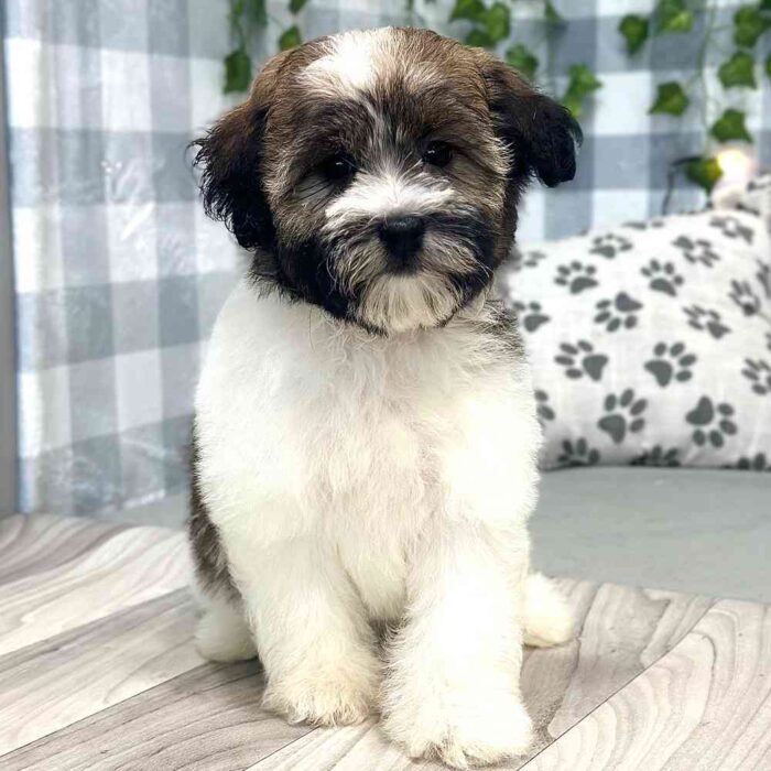 Benita- Elegant Female Havanese Puppy - Image 3