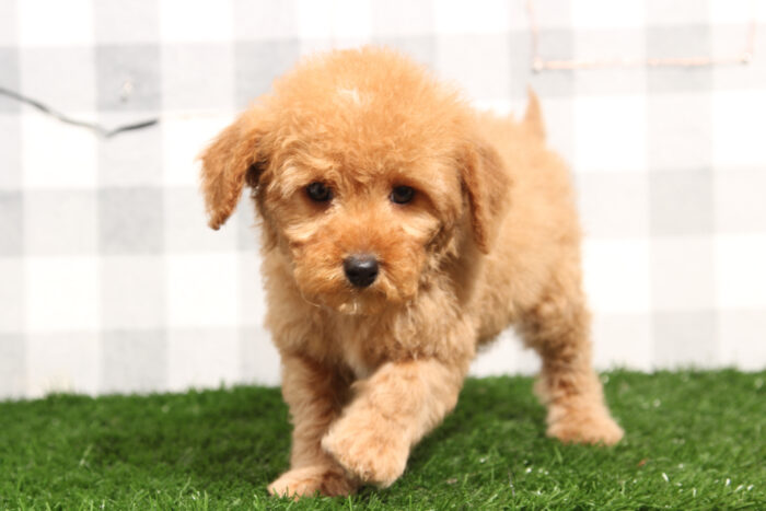 Benny - Red Male Mini Goldendoodle Puppy