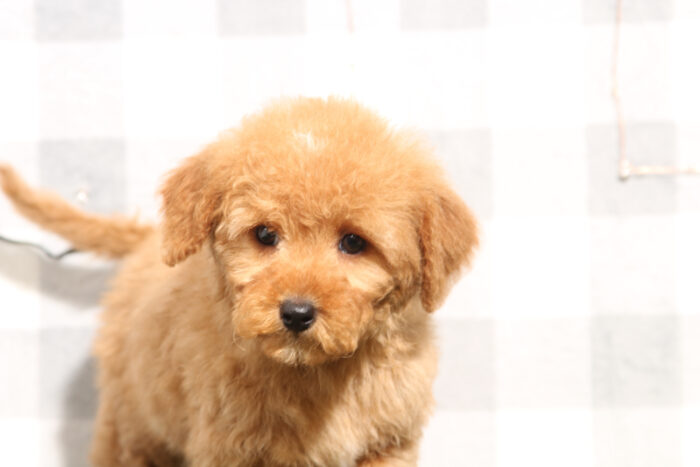 Benny - Red Male Mini Goldendoodle Puppy - Image 3