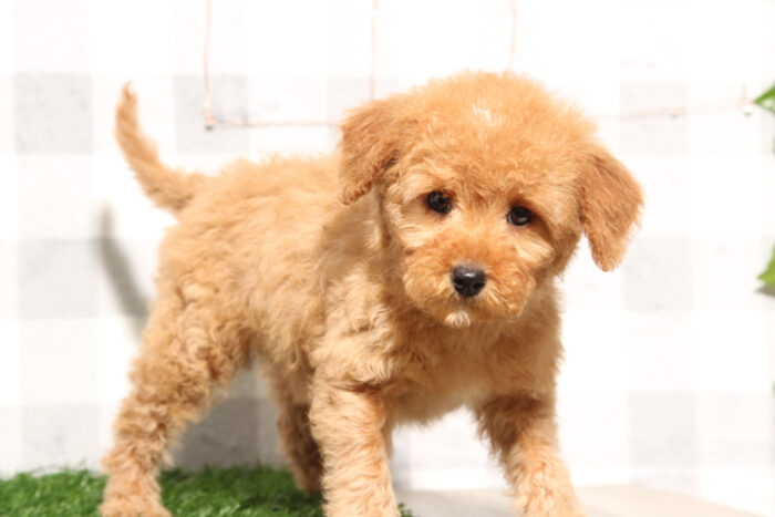 Benny - Red Male Mini Goldendoodle Puppy - Image 2