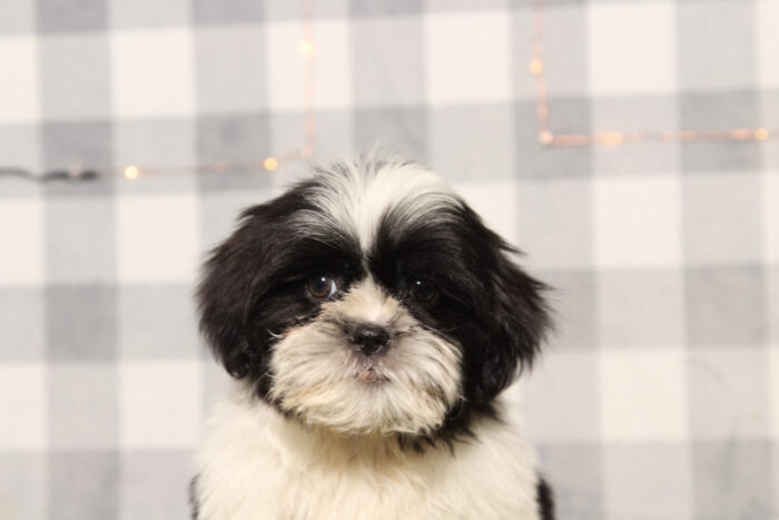 Bernie - ACA Male Shih-Tzu Puppy - Image 4