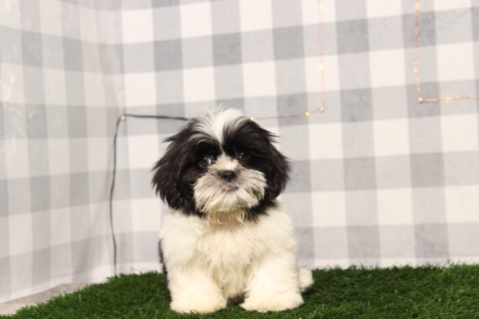 Bernie - ACA Male Shih-Tzu Puppy - Image 3