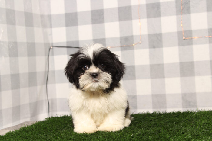 Bernie - ACA Male Shih-Tzu Puppy