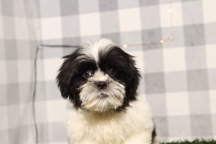 Bernie - ACA Male Shih-Tzu Puppy - Image 2