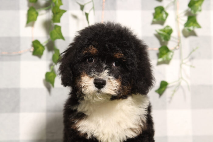 Betsy - Loving Tri Female Mini Bernedoodle Puppy - Image 3