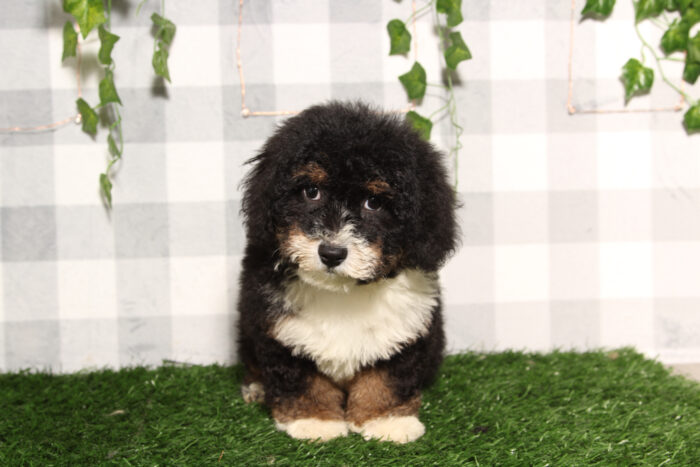 Betsy - Loving Tri Female Mini Bernedoodle Puppy - Image 2