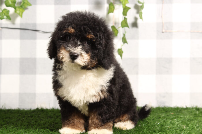 Betsy - Loving Tri Female Mini Bernedoodle Puppy