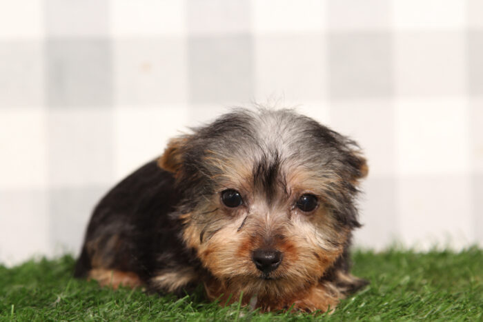 Bianca - ACA Female Yorkie Puppy - Image 2