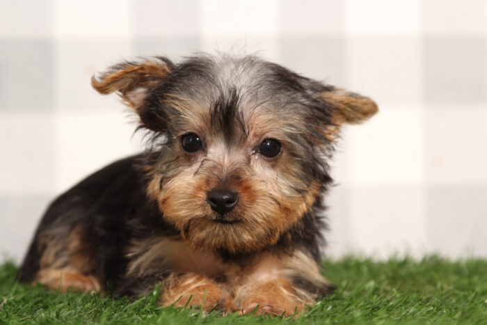 Bianca - ACA Female Yorkie Puppy