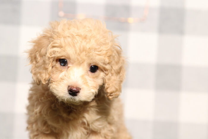 Blaze - Male Cavapoo Puppy - Image 3