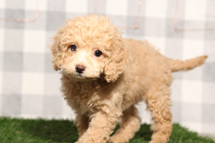 Blaze - Male Cavapoo Puppy
