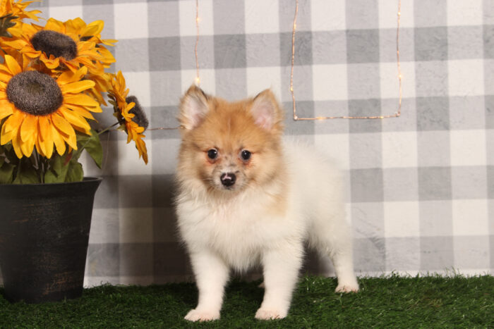 Blue - Tan/White ACA Male Pomeranian Puppy