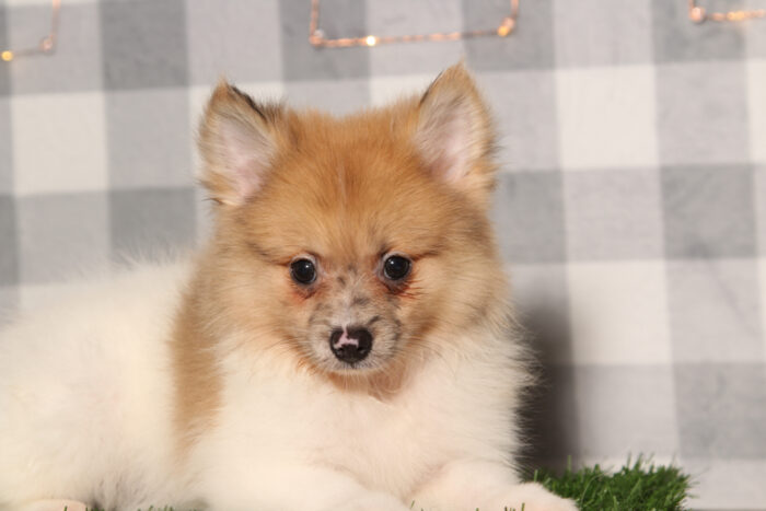 Blue - Tan/White ACA Male Pomeranian Puppy - Image 2