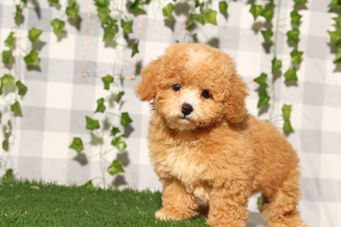 Bluey - Red Male Poochon Puppy - Image 4