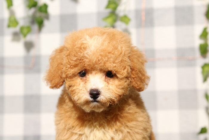 Bluey - Red Male Poochon Puppy - Image 3