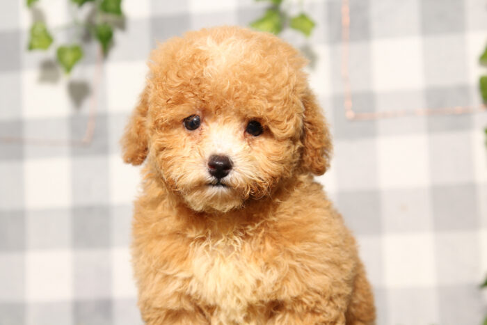 Bluey - Red Male Poochon Puppy
