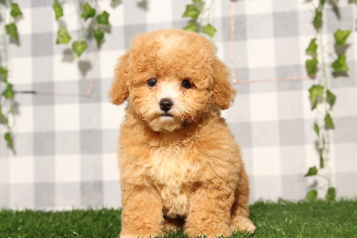 Bluey - Red Male Poochon Puppy - Image 2