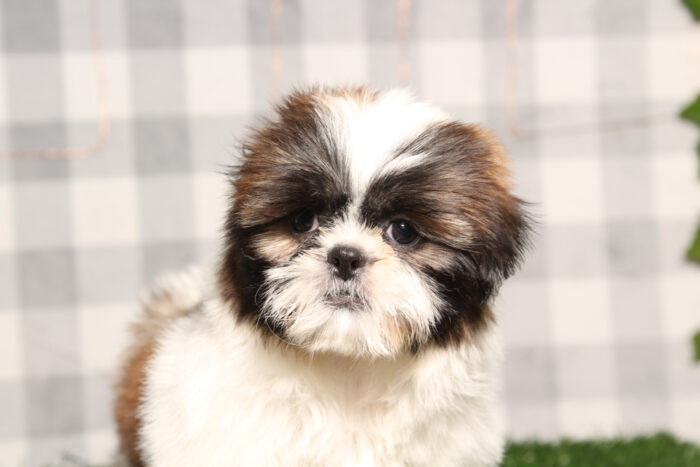 Bobbi - Gorgeous Aca Female Shih-Tzu Puppy - Image 3