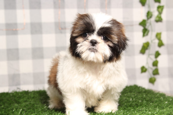 Bobbi - Gorgeous Aca Female Shih-Tzu Puppy