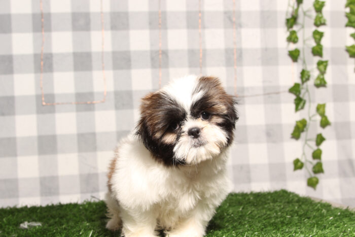 Bobbi - Gorgeous Aca Female Shih-Tzu Puppy - Image 2