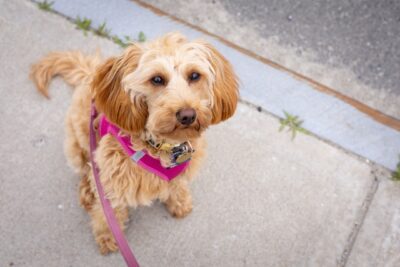 Small Dog With A Pink Harness