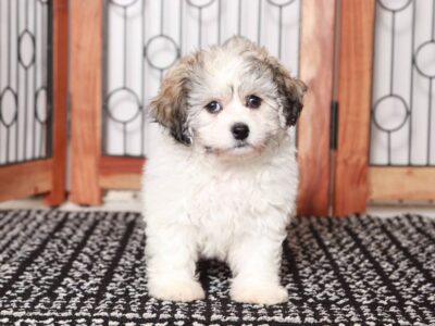 Shichon Bonnie Pup