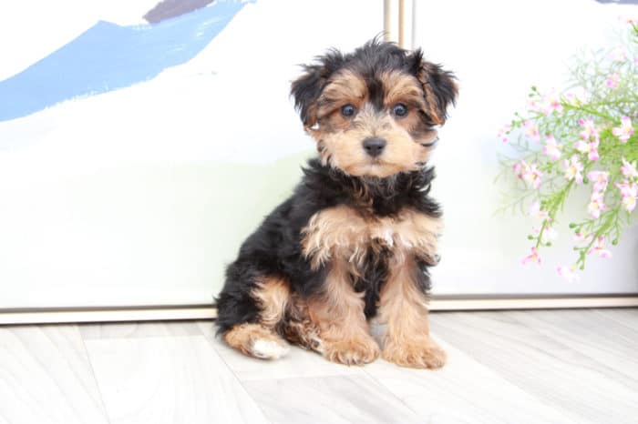 Boone- Very Dapper Black and Tan Male Yorkie-Poo Puppy