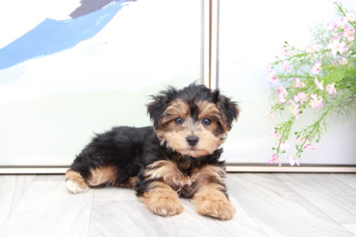 Boone- Very Dapper Black and Tan Male Yorkie-Poo Puppy - Image 2