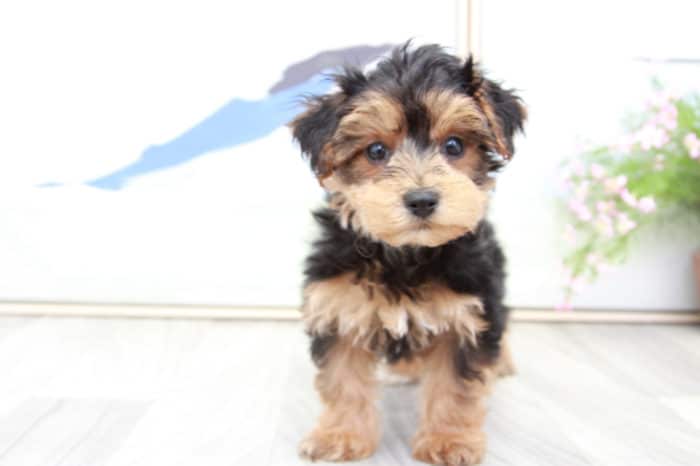 Boone- Very Dapper Black and Tan Male Yorkie-Poo Puppy - Image 3