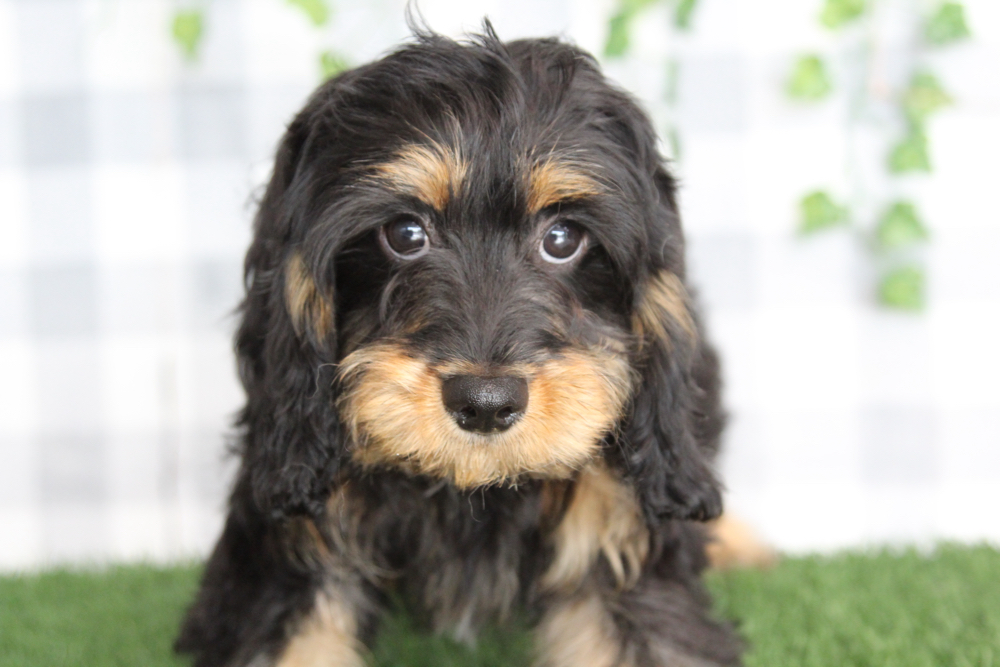 Brava - Shy Balck/Tan Male Cavapoo Puppy - Image 4