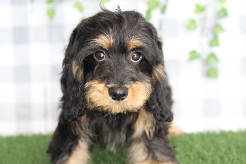 Brava - Shy Balck/Tan Male Cavapoo Puppy