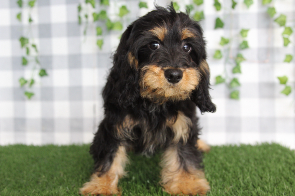 Brava - Shy Balck/Tan Male Cavapoo Puppy - Image 2