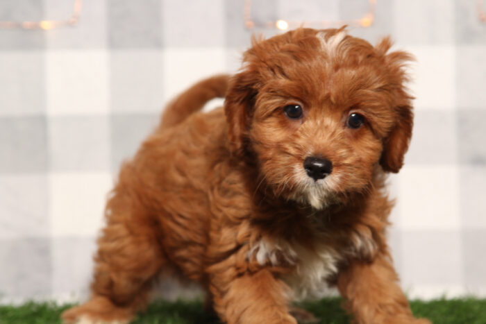 Bri - Female Cavapoo Puppy