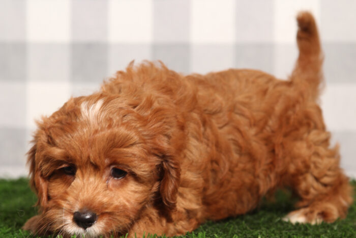 Bri - Female Cavapoo Puppy - Image 4