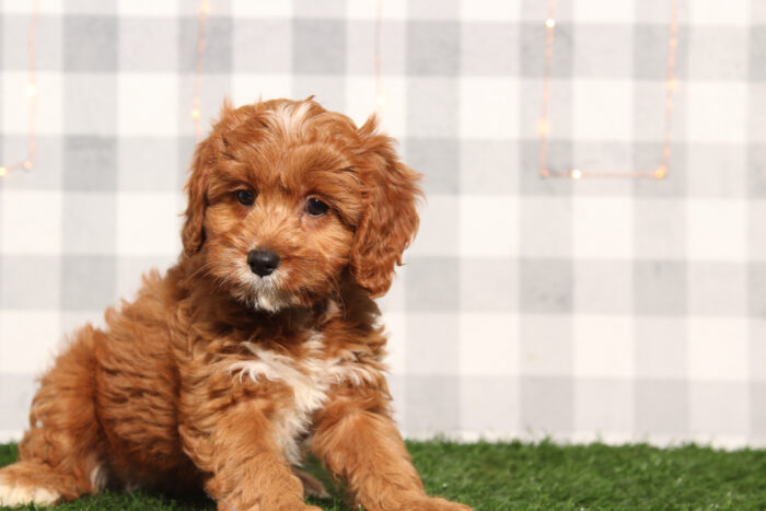 Bri - Female Cavapoo Puppy - Image 3