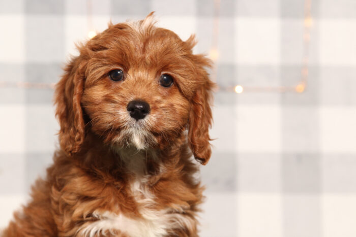 Bri - Female Cavapoo Puppy - Image 2