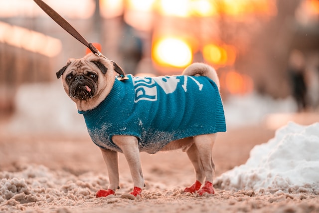 dog boots for winter