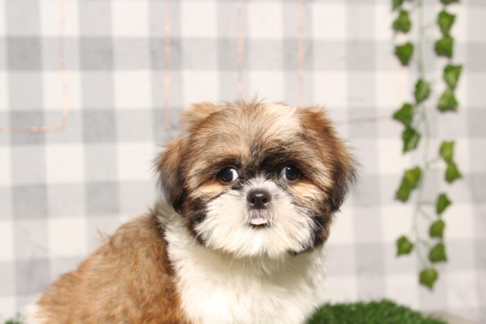 Brody -ACA Brown/White Male Shih-Tzu Puppy - Image 3