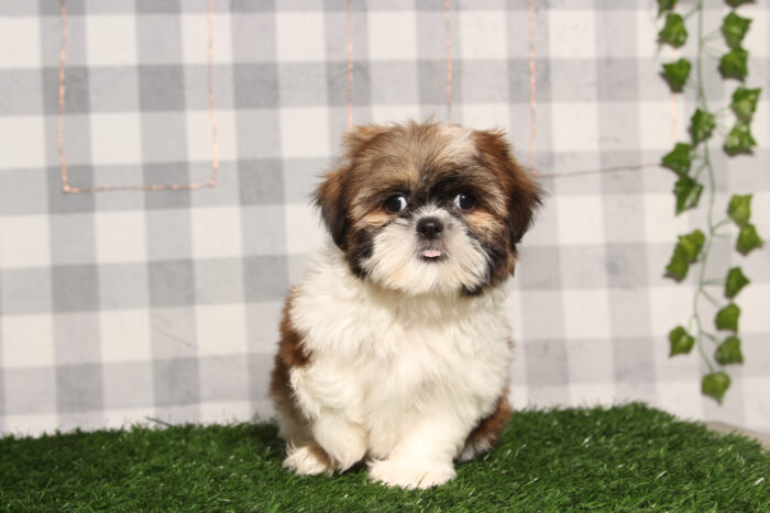 Brody -ACA Brown/White Male Shih-Tzu Puppy