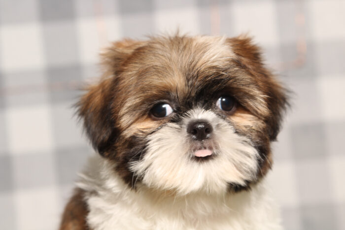 Brody -ACA Brown/White Male Shih-Tzu Puppy - Image 2