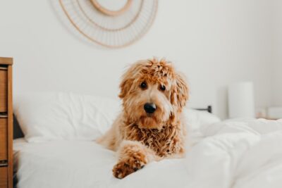 Goldendoodle on a bed